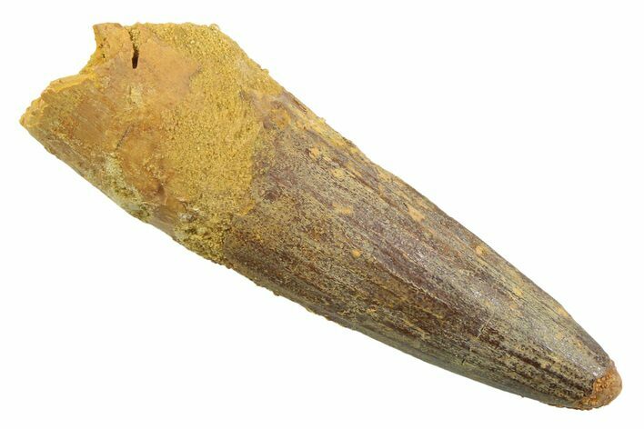 Fossil Spinosaurus Tooth - Real Dinosaur Tooth #352385